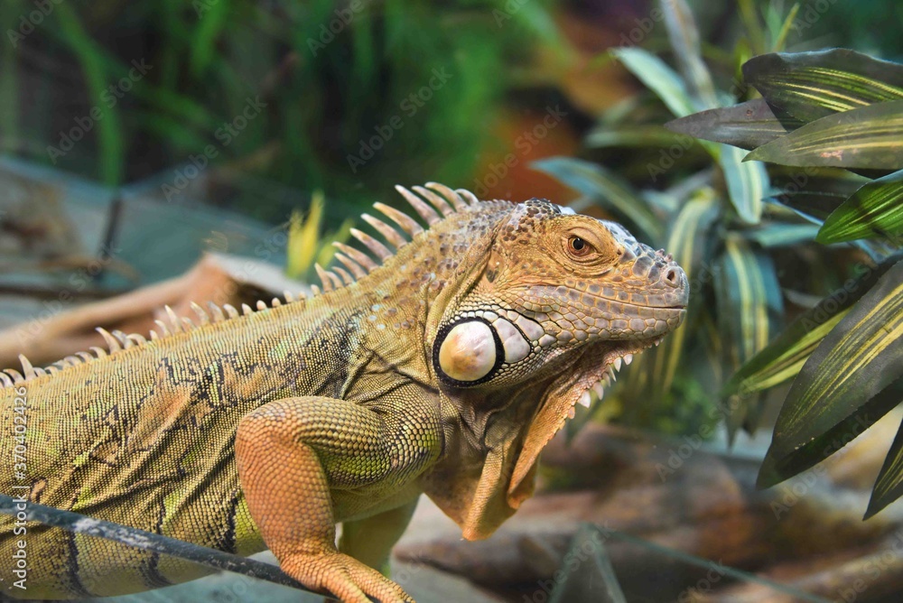 Photography of wild animal, exotic dragon Photography of wild animal, exotic dragon