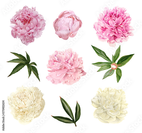 Lush peonies flowers, leaves and buds, floral set