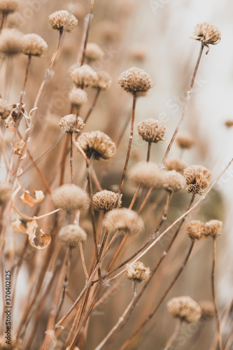 Sensual delicate lilac and beige background: delicate dry flower in winter in...