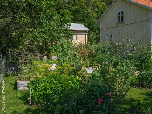 View of a garden by a small cottage in Sweden. There are numerous flowers and growing plants