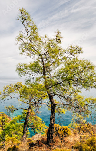 Fototapeta Naklejka Na Ścianę i Meble -  Pine trees and Mediterranean Sea on Turquoise Coast