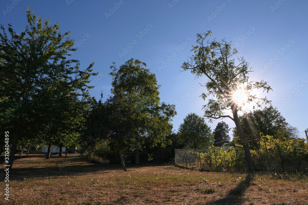 Fototapeta premium Rays of the sun through the foliage of the branches of a tree. Rural landscape with an expanse of grass and a path that rises.