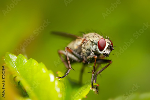 Extreme close up shot of Fly on a plant 
