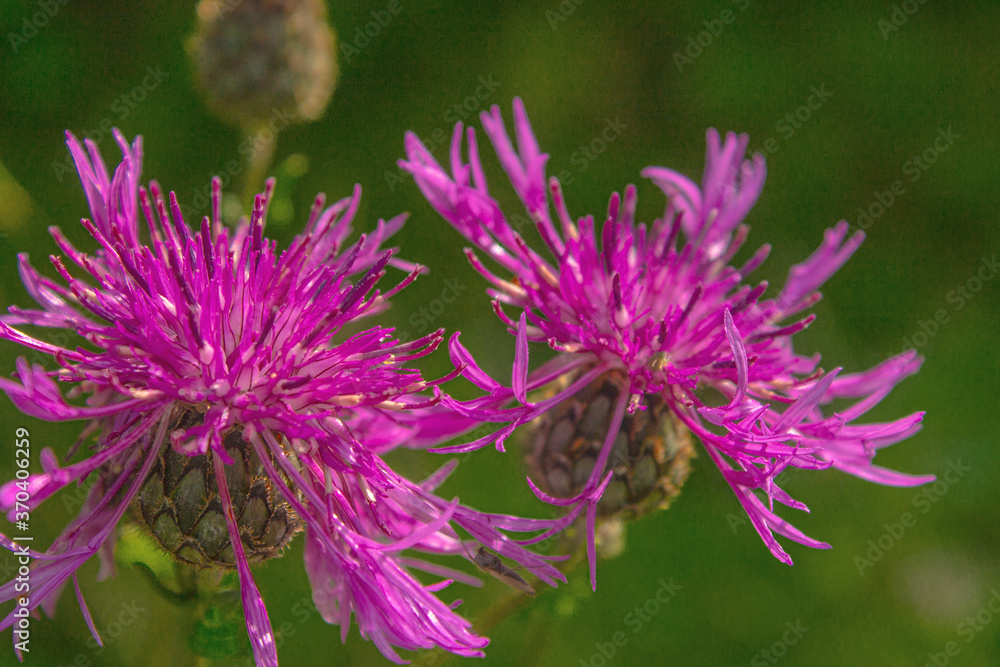 Pink Wildflowers_Thistle, milk Thistle Pink Wildflowers_Thistle, milk Thistle