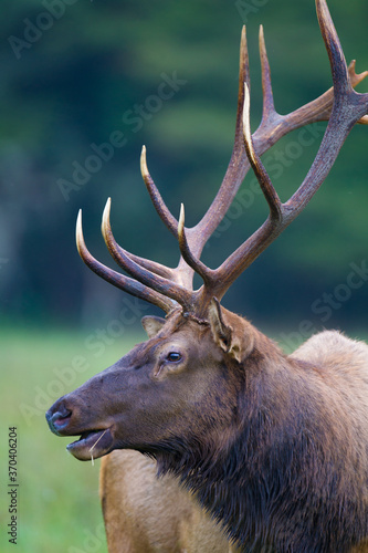 Close up of bugling male elk at Cataloochee Valley in autumn