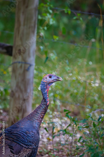 Female turkey walking through forest .