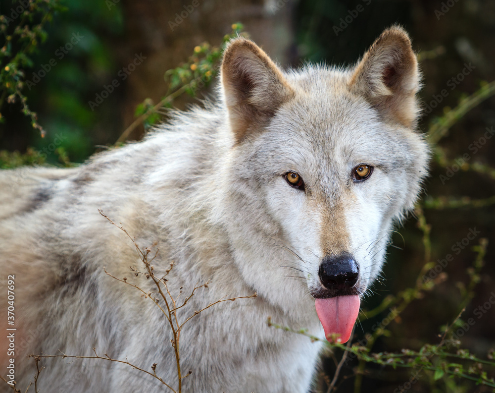 Light grey wolf pantig after run
