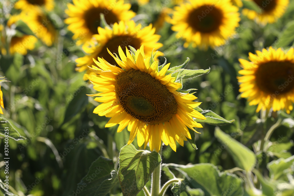 Yellow sunflower in a field on a green background