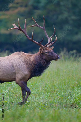 Fototapeta Naklejka Na Ścianę i Meble -  Male elk with huge rack about to run
