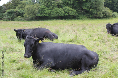 BLACK CATTLES WITH YELLOW EAR BRAND relaxing ON the PASTURE