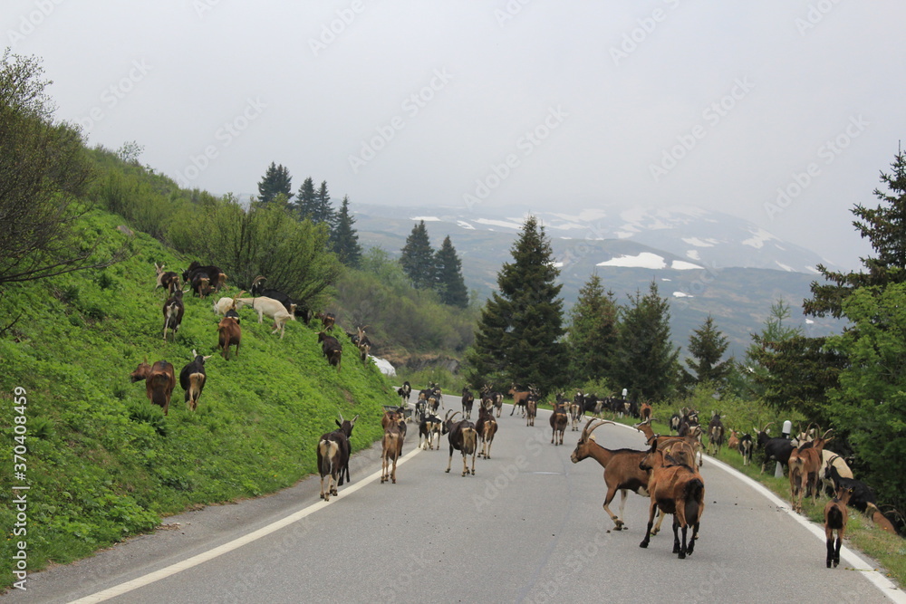 goat herd on a mountain street