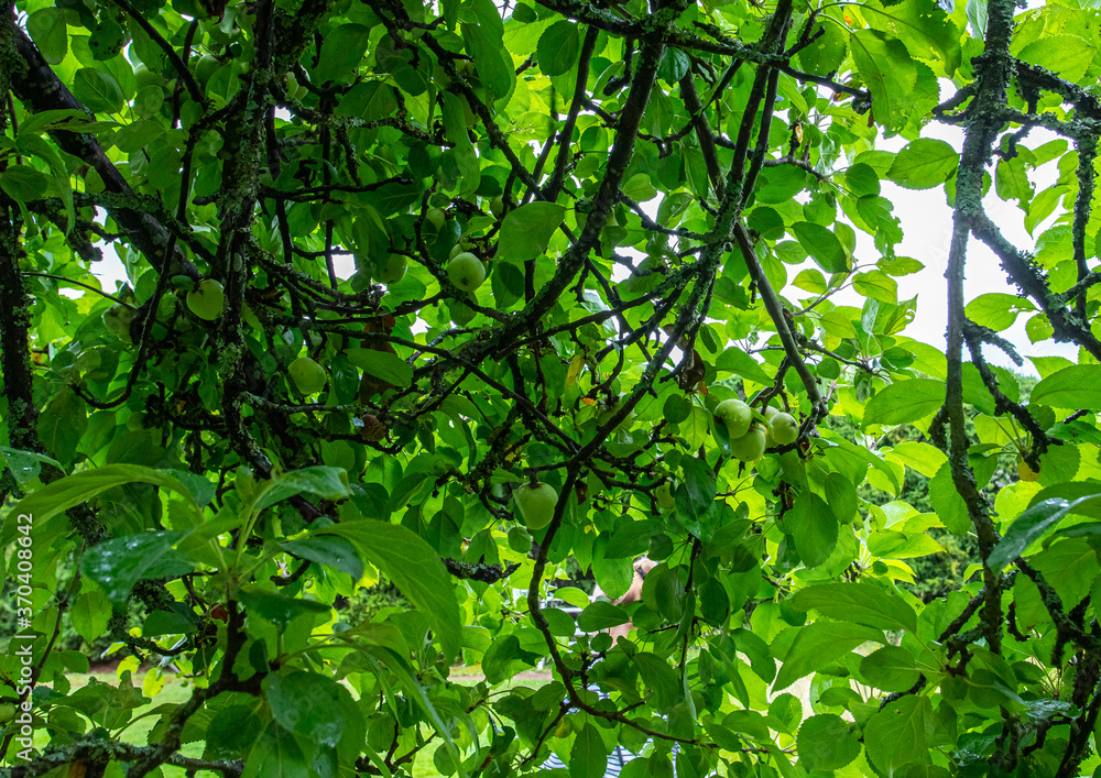 green leaves of a tree green leaves of a tree