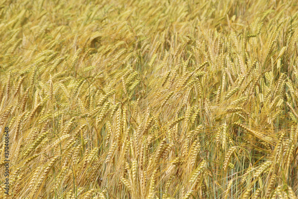 A field with ripe ears in Baden-Wuerttemberg, Germany A field with ripe ears in Baden-Wuerttemberg, Germany