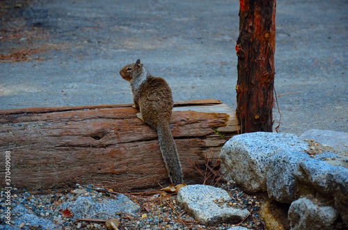 Squirrel