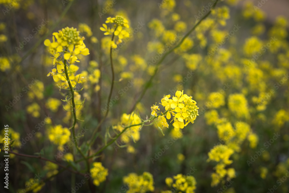 Tiny yellow wild flowers in a meadow Tiny yellow wild flowers in a meadow