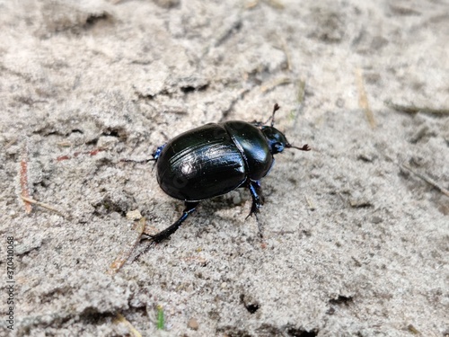 black beetle on the ground