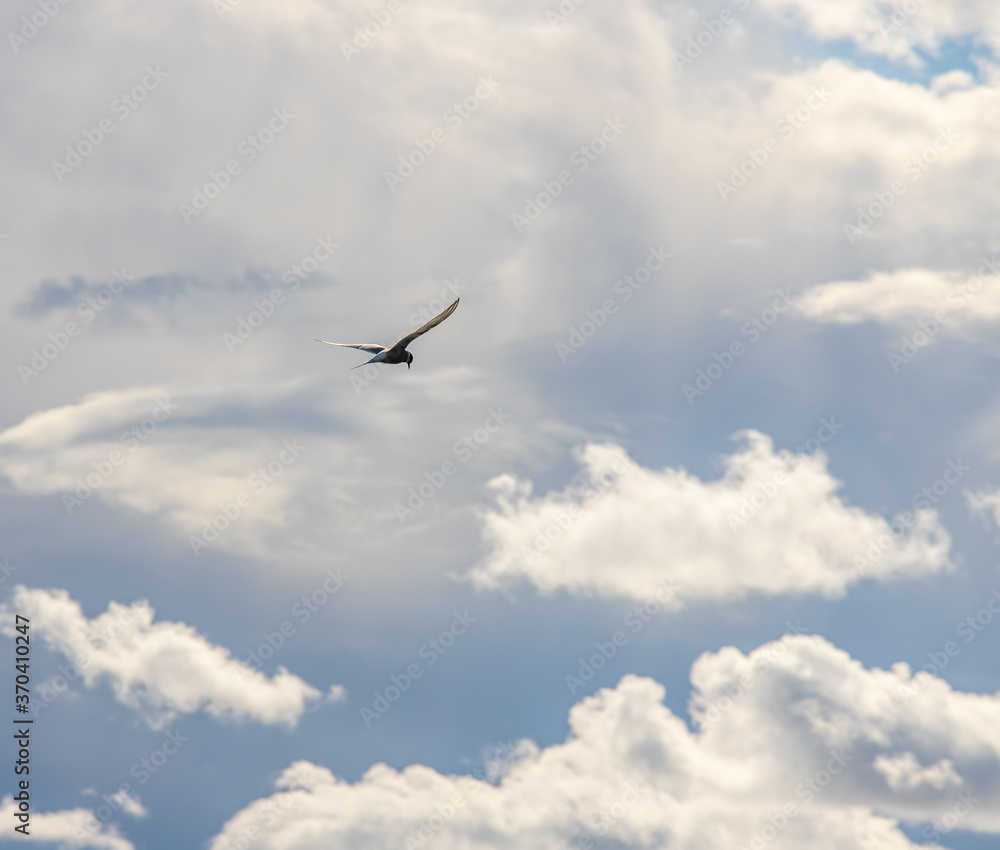 seagull in flight seagull in flight