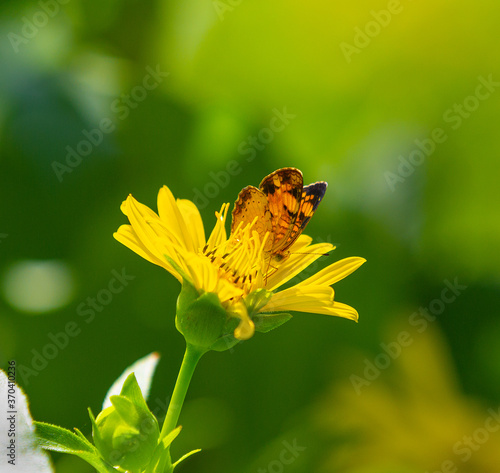 Butterfly on a Yellow Flower