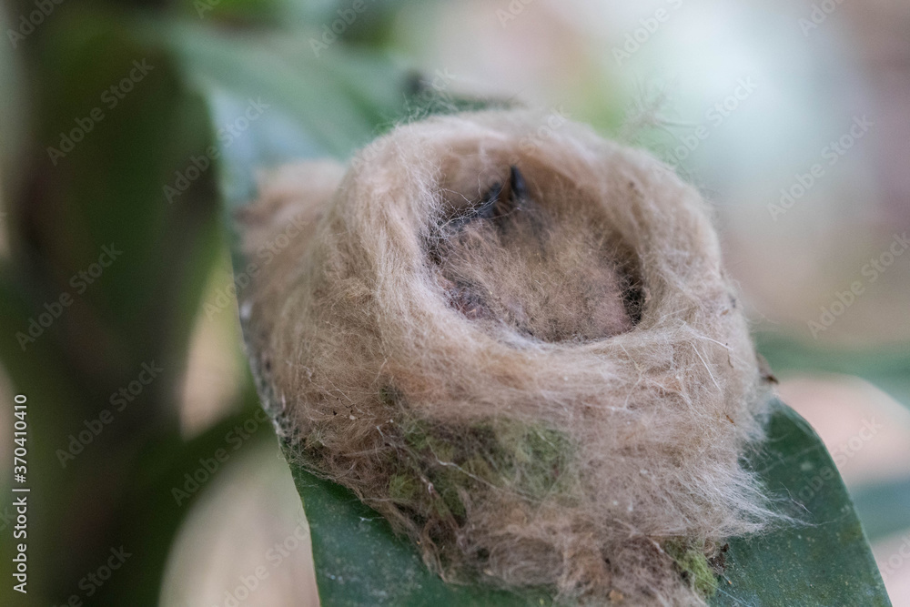 Obraz premium Hummingbird nest on a leaf with two baby hummingbirds inside