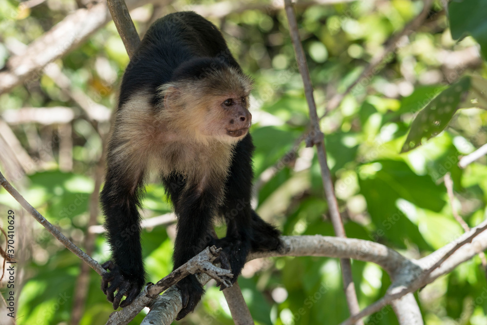 Capuchin monkey on a branch in Cahuita, Costa Rica