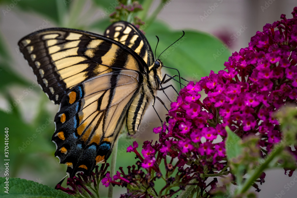 Naklejka premium Swallowtail butterfly, Papilio machaon in profile eating.CR2