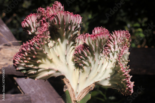 Pink Euphorbia lactea  cristata grafted on Euphorbia neriifolia cactus plant photo