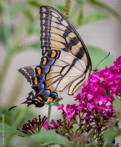 Swallowtail butterfly, Papilio machaon  in profile. photo