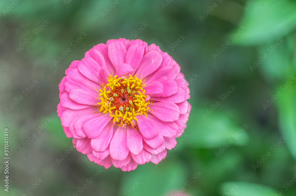 Osteospermum, african daisy,yellow flowerin full bloom .macro.blurred background Osteospermum, african daisy,yellow flowerin full bloom .macro.blurred background