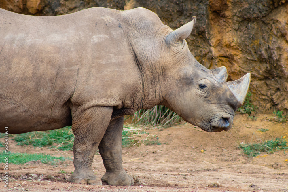 Obraz premium Cabarceno Natural Park - Cabárceno, la envidia cántabra.Destino idóneo para los amantes de los animales, parada obligatoria para familias, parejas y demás que deseen contemplar esta belleza natural.