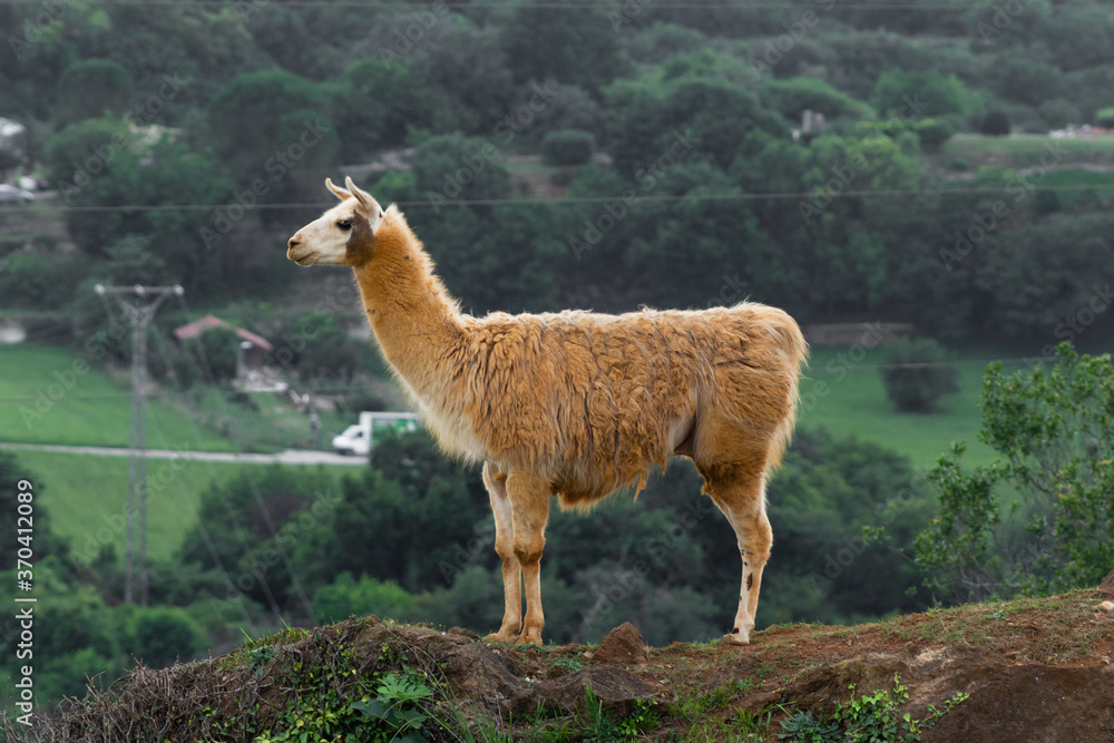 Fototapeta premium Cabarceno Natural Park - Cabárceno, la envidia cántabra.Destino idóneo para los amantes de los animales, parada obligatoria para familias, parejas y demás que deseen contemplar esta belleza natural.