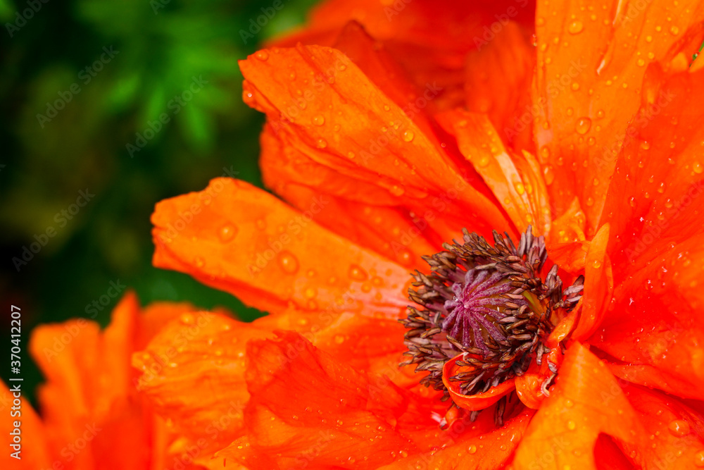 beautiful poppy flower with raindrops on a blurred green natural background beautiful poppy flower with raindrops on a blurred green natural background