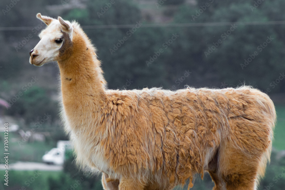 Fototapeta premium Cabarceno Natural Park - Cabárceno, la envidia cántabra.Destino idóneo para los amantes de los animales, parada obligatoria para familias, parejas y demás que deseen contemplar esta belleza natural.