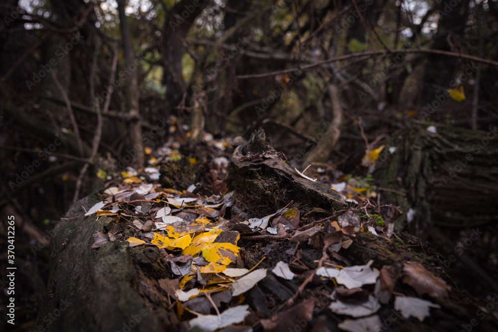 Autumnal leaves resting on the trunk of a dead tree Autumnal leaves resting on the trunk of a dead tree
