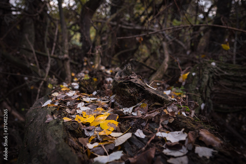 Autumnal leaves resting on the trunk of a dead tree