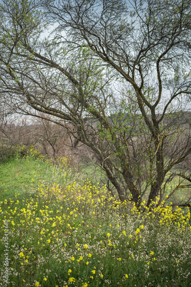 Beautiful spring landscape in which the leaves begin to leave in the trees while the ground is cloaked with colourful wildflowers