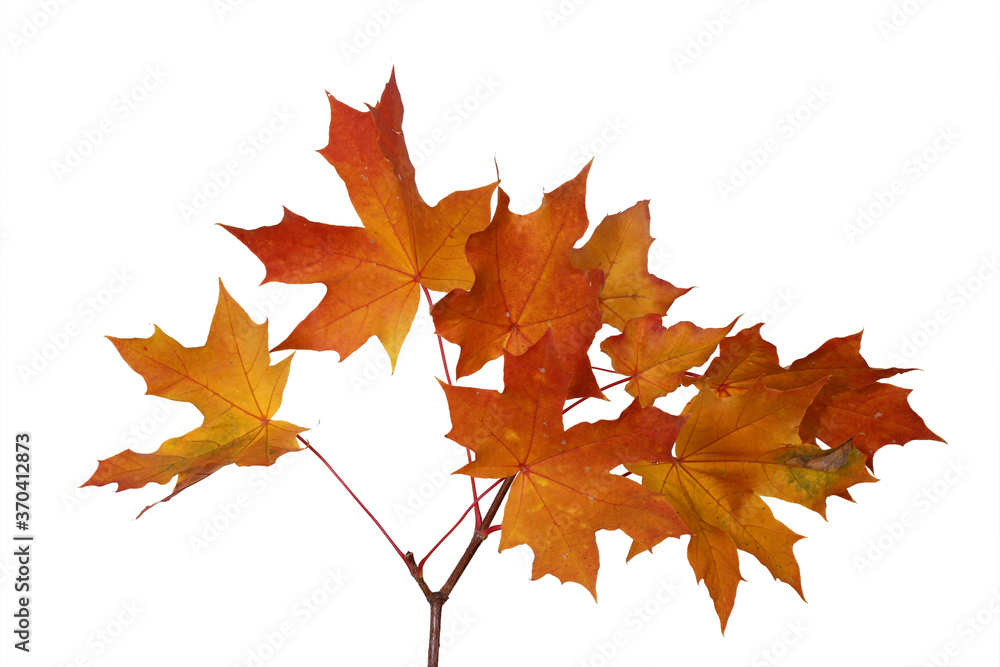 Fototapeta premium Branch of autumn red maple leaves isolated on white background