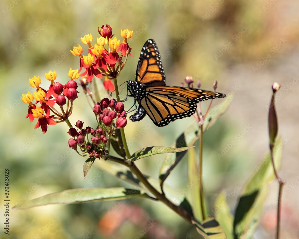 Obraz premium A Monarch Butterfly