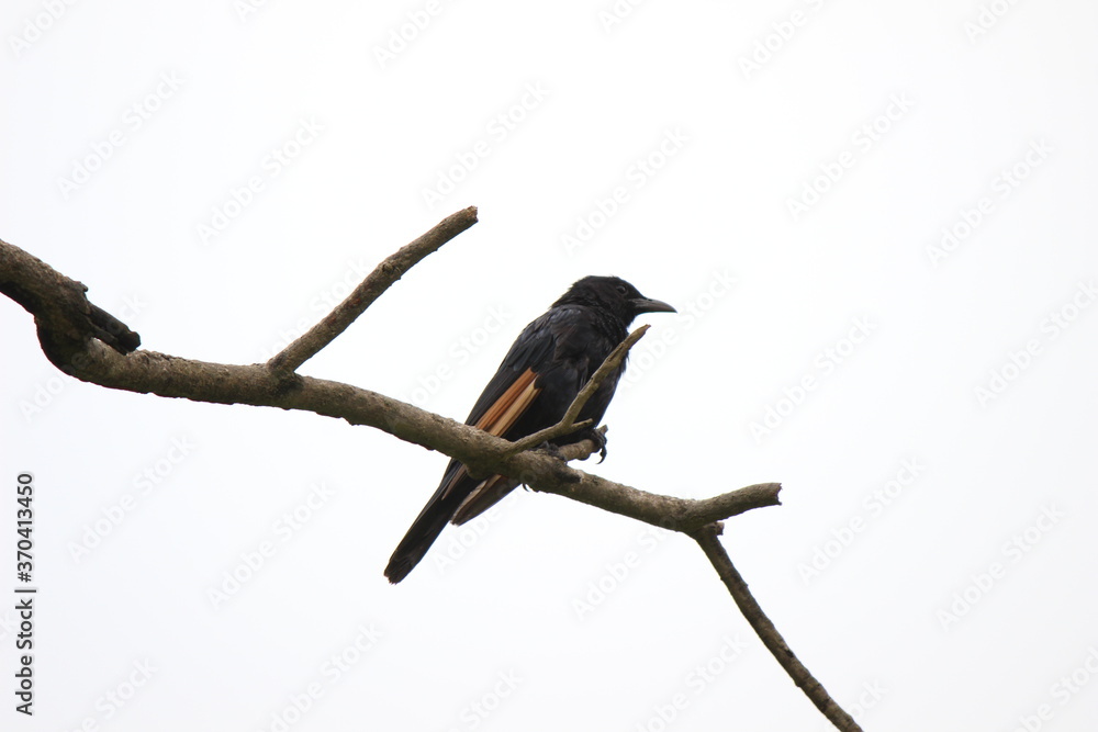 Fototapeta premium A bird on a branch