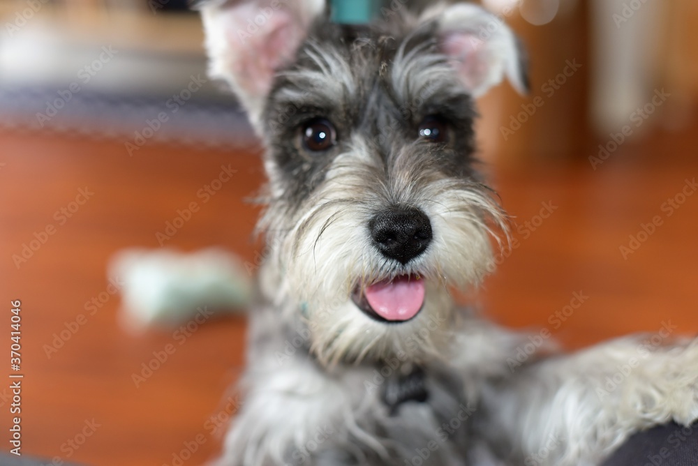 Mini Schnauzer