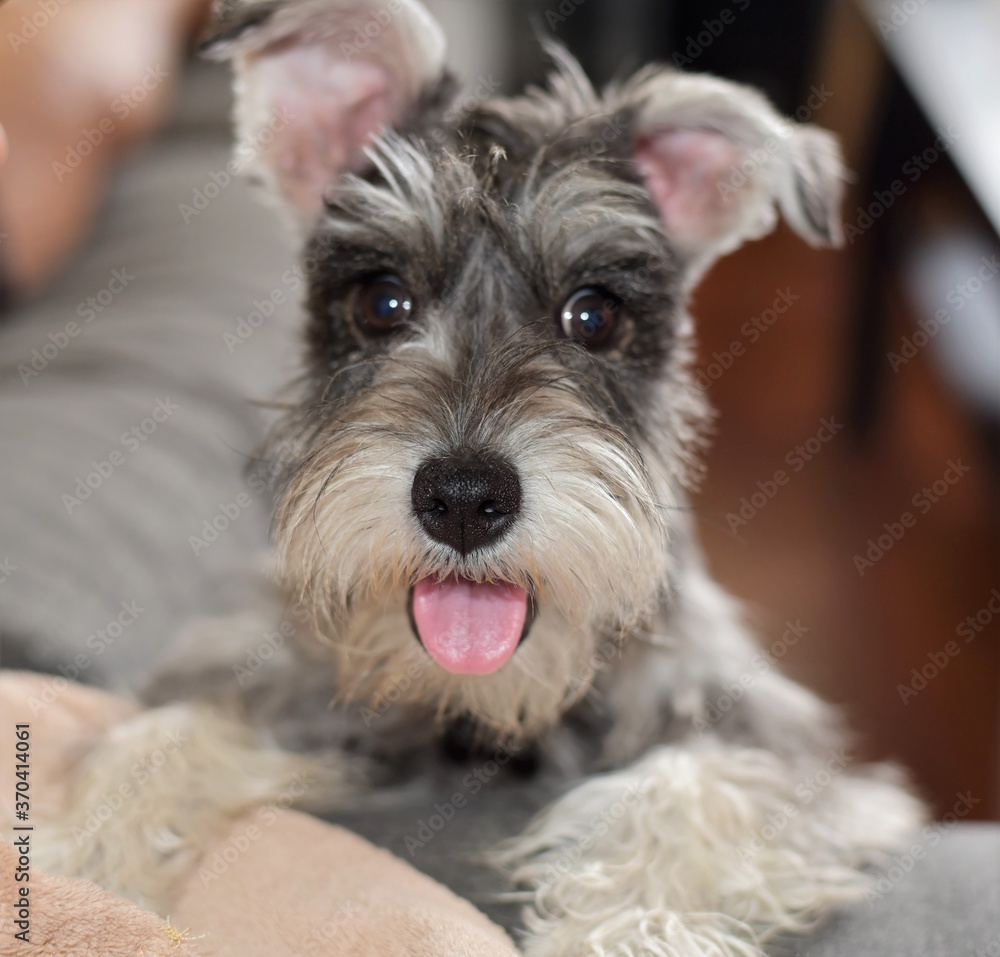 Schnauzer Puppy