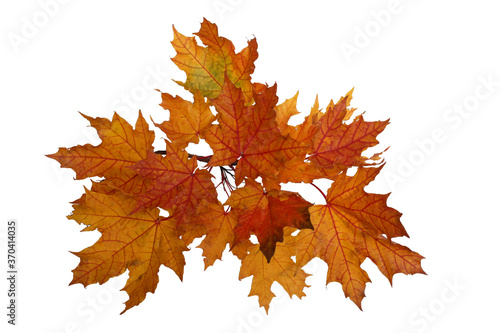 Branch of autumn red maple leaves isolated on white background