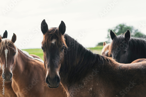 Horses grazing and roaming freely