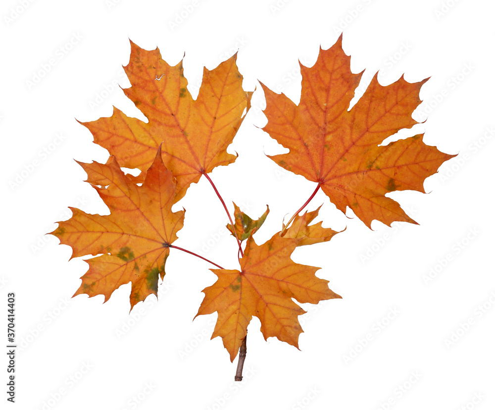 Branch of autumn red maple leaves isolated on white background Branch of autumn red maple leaves isolated on white background