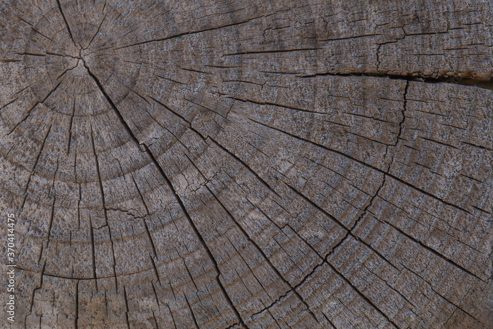 Fototapeta premium A close-up of a saw cut from a tree. old gray tree. tree rings. Wood texture background with rings and cracks. Wooden texture.