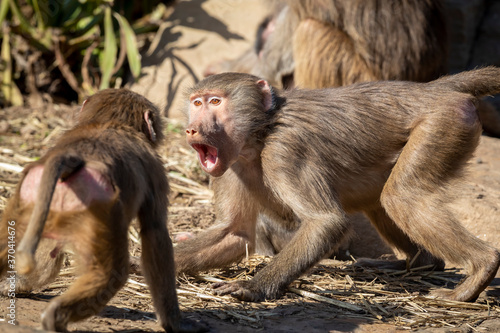 Photography Two adolescent Hamadryas Baboons playfully fighting