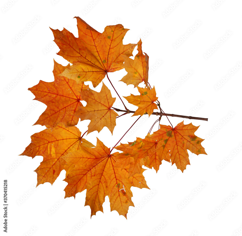 Branch of autumn maple leaves isolated on white background Branch of autumn maple leaves isolated on white background