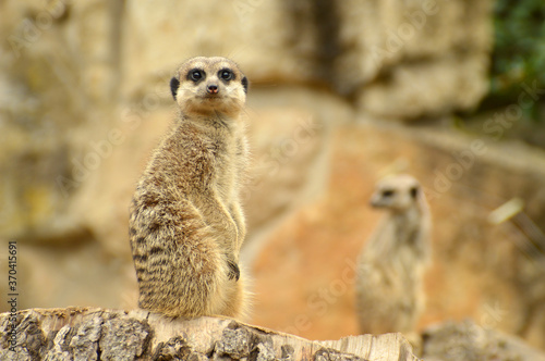Meerkat looking straight