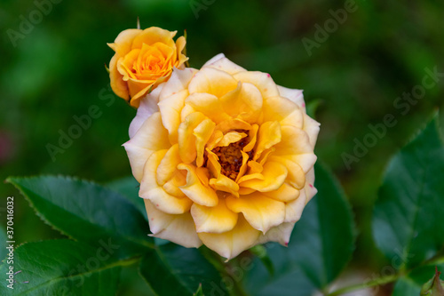 Yellow wild garden rose at with green leaves