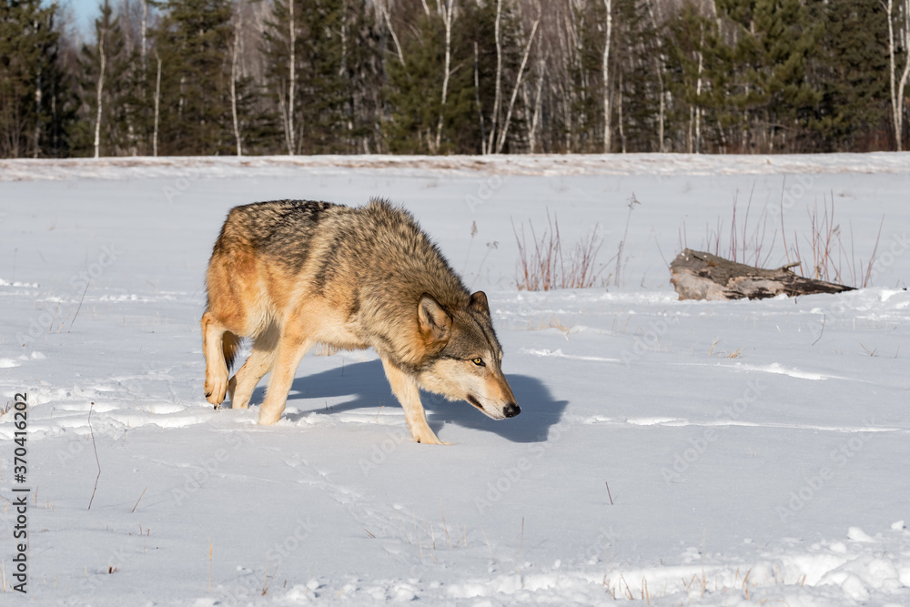 Fototapeta premium Grey Wolf (Canis lupus) Walks Right Nose Down Winter