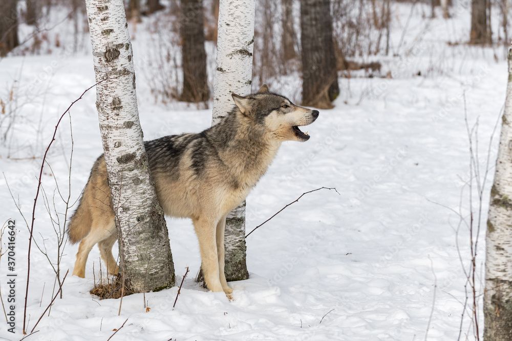 Grey Wolf (Canis lupus) Stands Between Birch Trees Barking Right Winter Grey Wolf (Canis lupus) Stands Between Birch Trees Barking Right Winter